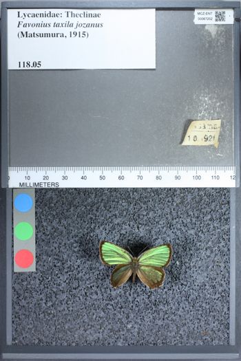 Media type: image;   Entomology 67202